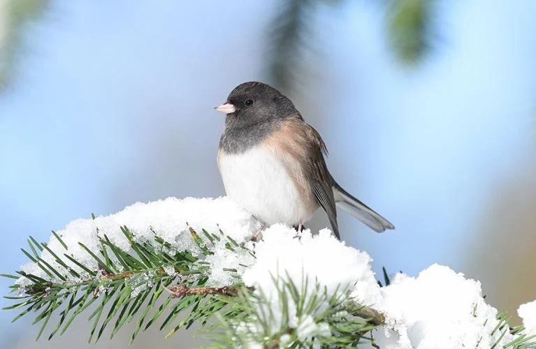 Bird perched on a snow-covered pine branch