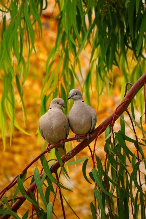Two doves perched together on a branch