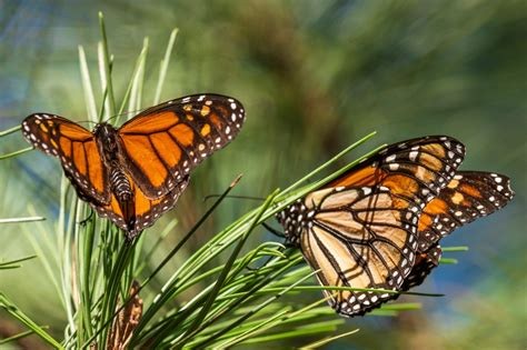 Two monarch butterflies perched on pine needles.
