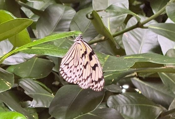 A delicate butterfly resting on green leaves.