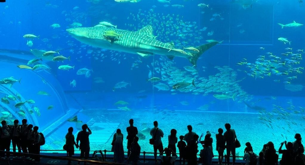 Visitors watch a large whale shark in an aquarium.