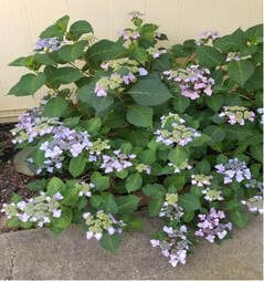 A blooming hydrangea bush with purple and blue flowers.