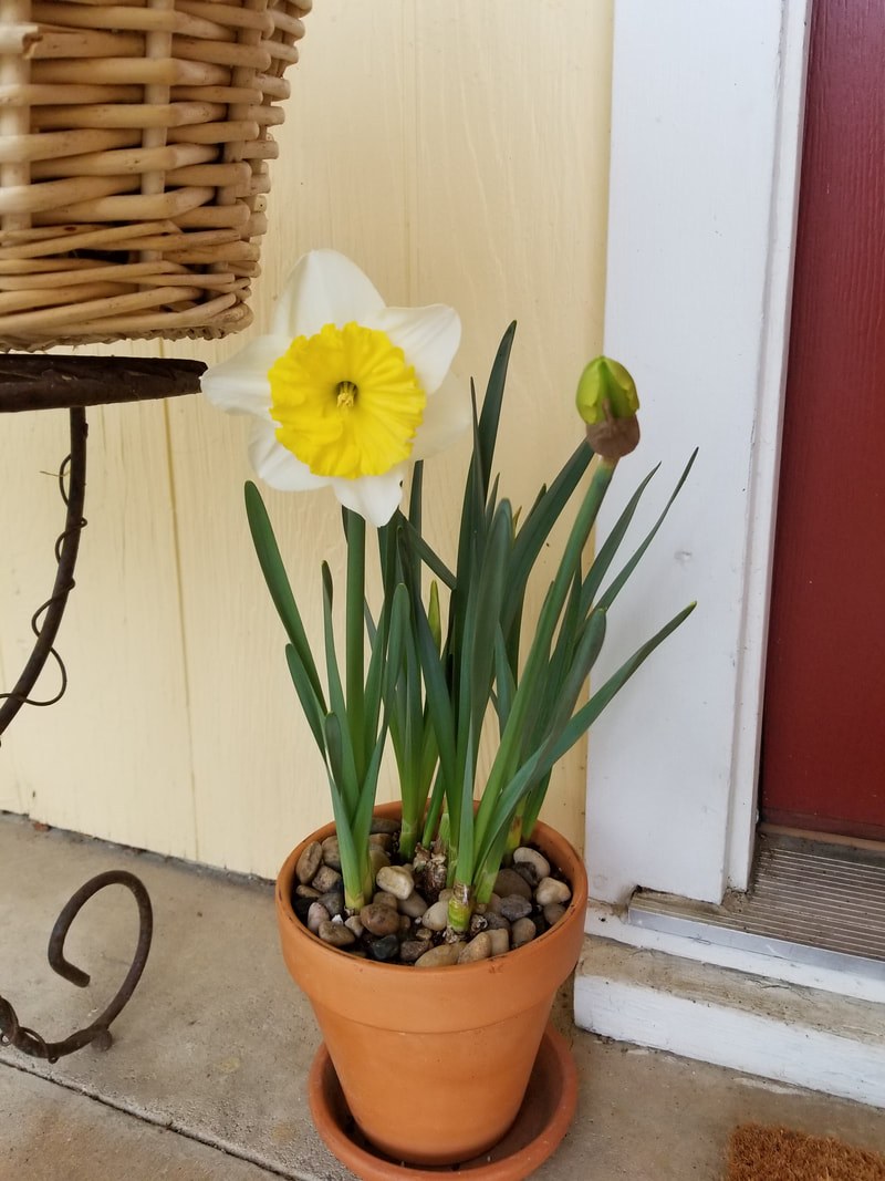 Yellow daffodil blooming in a terracotta pot on a doorstep.