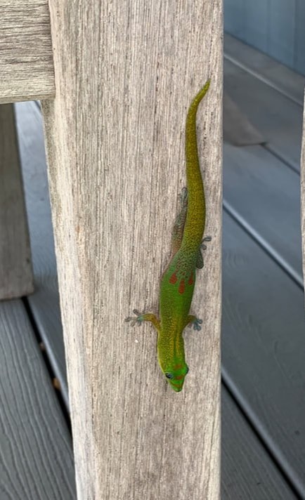 A green gecko with red spots clings to a wooden surface.