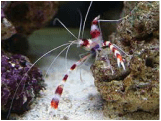 A colorful banded coral shrimp on a rock underwater.