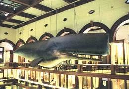 A large whale model hanging from the ceiling in a store.