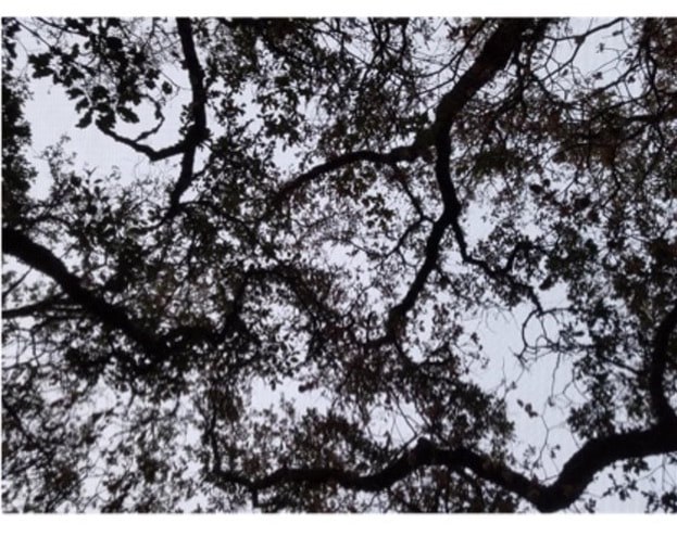 Tree branches with dense leaves against a cloudy sky.