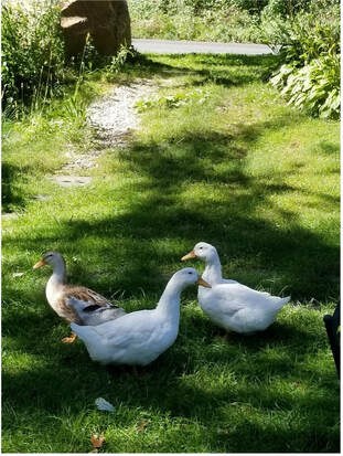 Three geese standing on a grassy area near a dirt path.