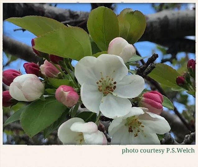 Close-up of a white blossom with pink buds on a tree branch.