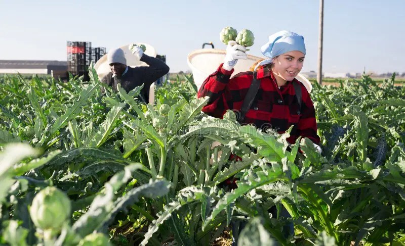 Two people harvesting kale in a field, one smiling at the camera.