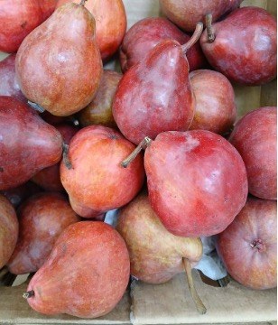 A pile of ripe red pears with stems.