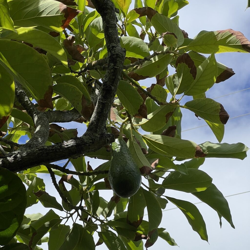 A small avocado hanging on a tree branch with green leaves.