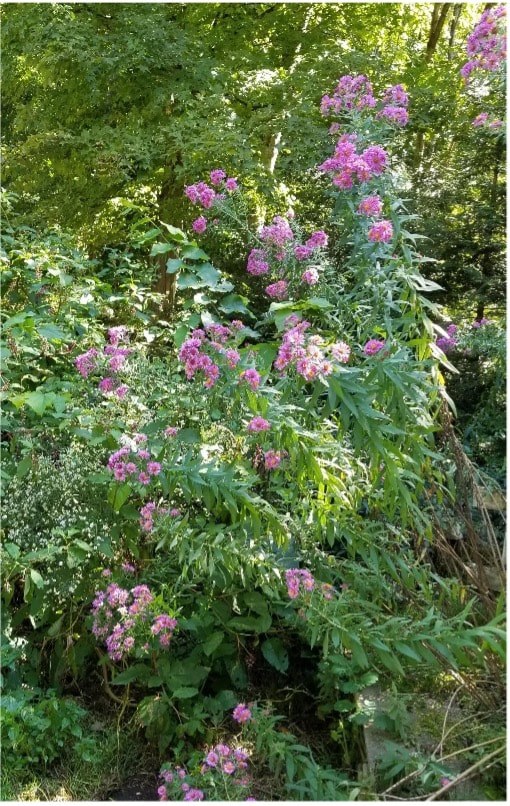 Purple flowers blooming on green shrubbery in a natural setting.