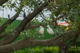 Two white birds perched on a tree branch surrounded by green leaves.
