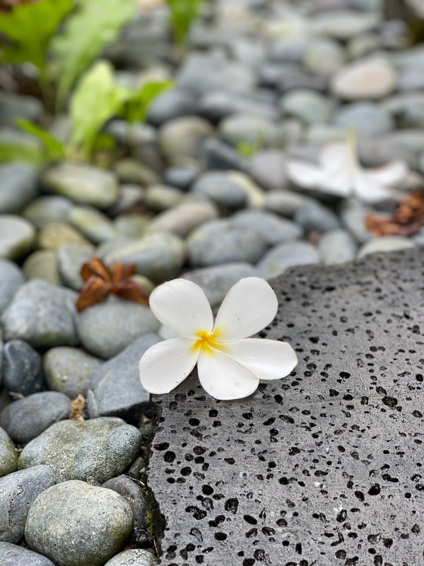 White flower on smooth stones with greenery in background.