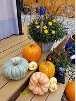 A variety of pumpkins and gourds displayed on a wooden deck with autumn flowers.