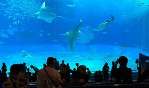 Visitors watch large marine animals in a huge aquarium tank.