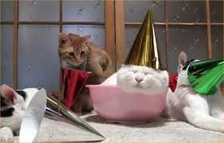 A cat wearing a party hat sits in a bowl, another cat nearby.