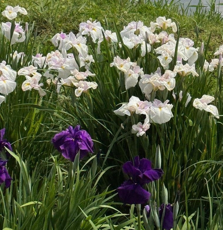 White and purple irises blooming in a garden.