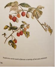 Illustration of raspberry branches with ripe fruit and leaves.