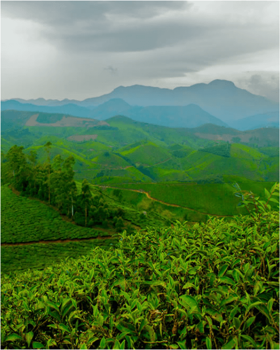 Lush green tea plantations spread across rolling hills under a cloudy sky.