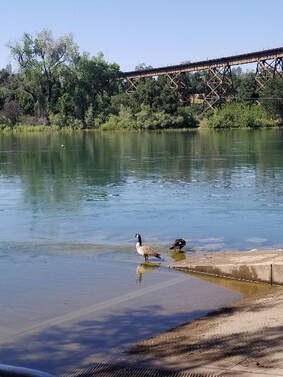 Two birds near a riverbank with a bridge in the background.