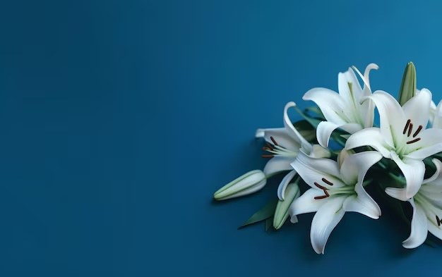 Elegant white lilies against a deep blue background.