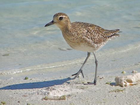 A small shorebird walking on sandy beach by clear water.