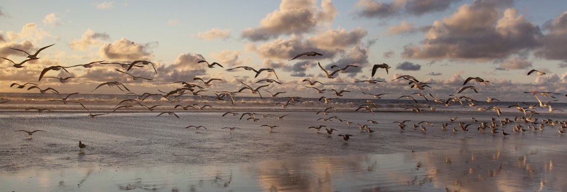 Seagulls flying over a calm beach at sunset.