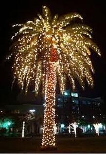 A palm tree decorated with bright holiday lights at night.