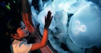 A child reaches out to touch jellyfish in an aquarium.