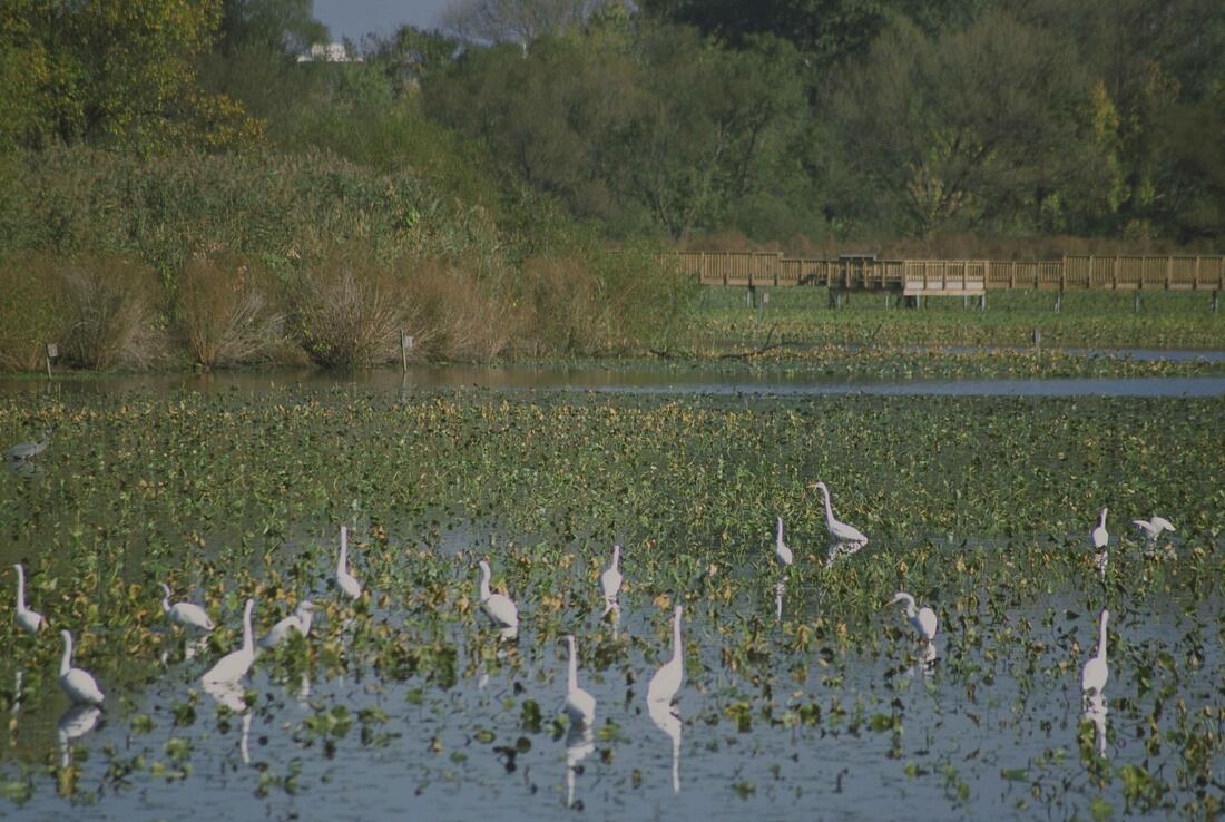 A group of herons standing in a marshy wetland area.
