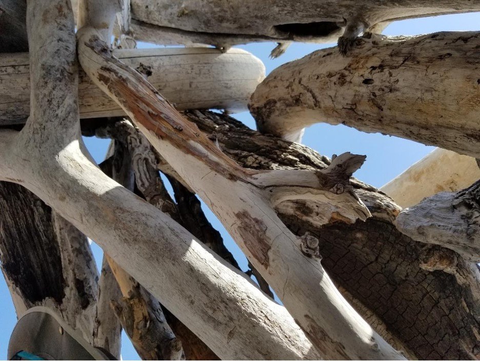 Close-up of weathered tree branches against a clear blue sky.