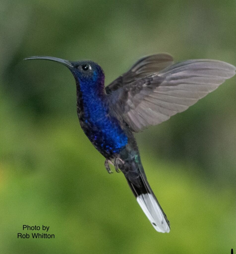 A vibrant blue hummingbird hovers mid-air with wings spread wide.