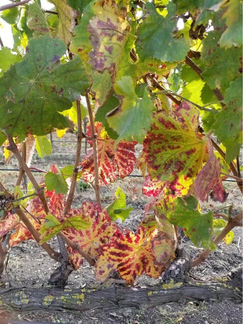 Colorful grapevine leaves with red, yellow, and green hues in a vineyard.