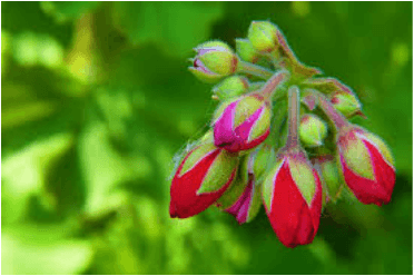 Close-up of red and pink flower buds against a green background.