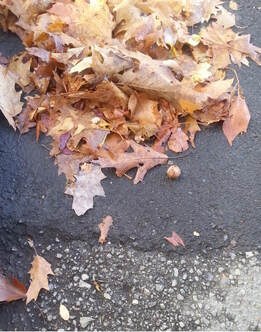 Dry autumn leaves scattered on a paved ground.