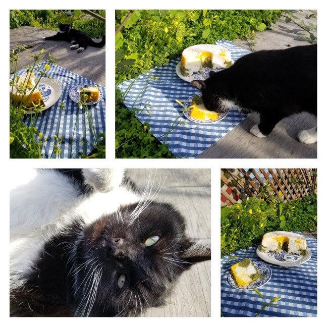 A black cat investigates a picnic setup with tea and desserts outdoors.