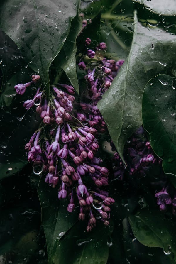 Close-up of purple lilac flowers with green leaves and water droplets.