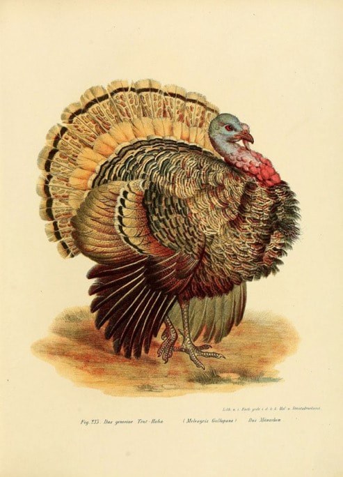 A detailed vintage illustration of a male turkey with vibrant plumage.