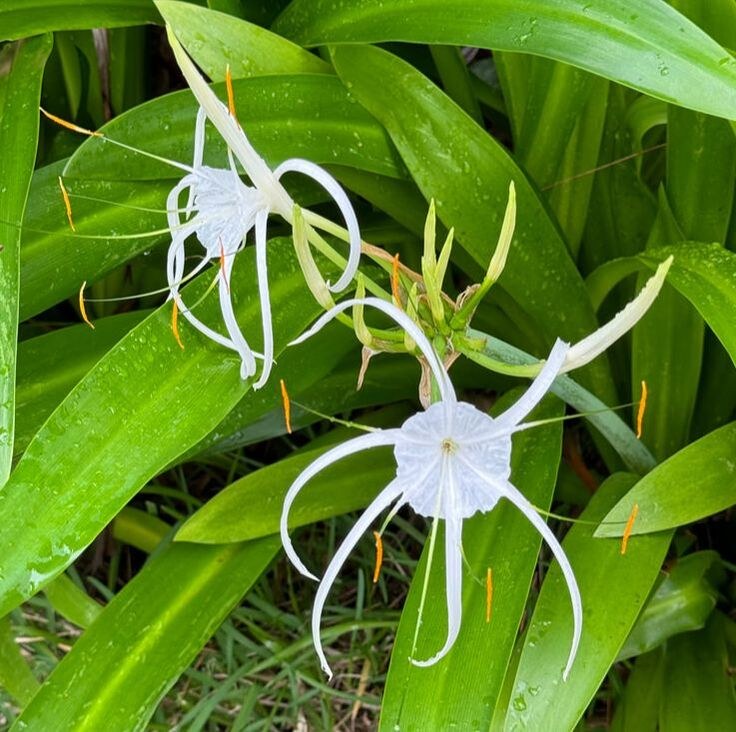 White spider lilies blooming amid green leaves.