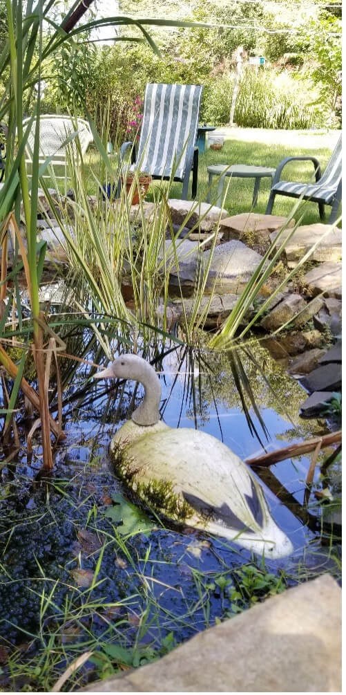 A white duck standing on a rock near water and reeds.