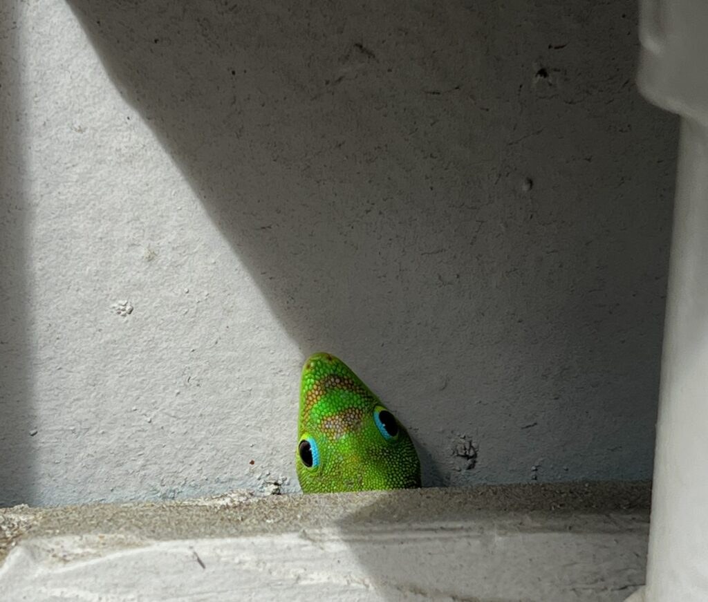 A green parrot peeks from a shadowed corner on a concrete surface.