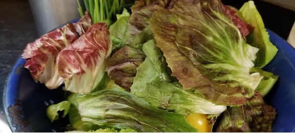 Fresh mixed lettuce leaves with vibrant colors.