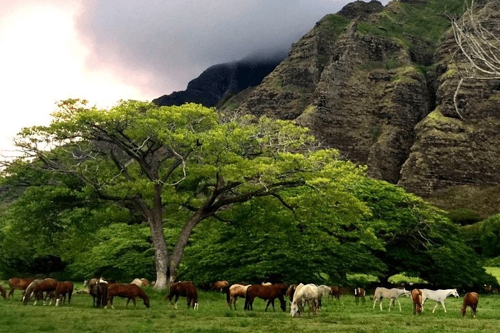 Horses grazing peacefully in a lush green valley with towering cliffs.