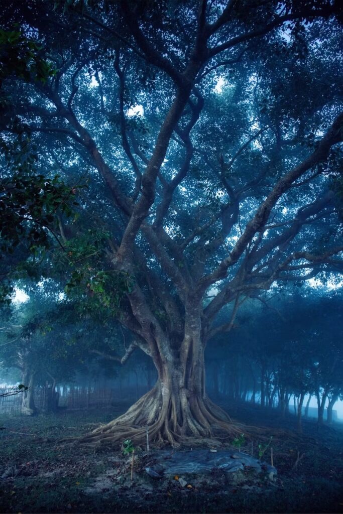 Majestic tree with sprawling branches in a misty forest at twilight.