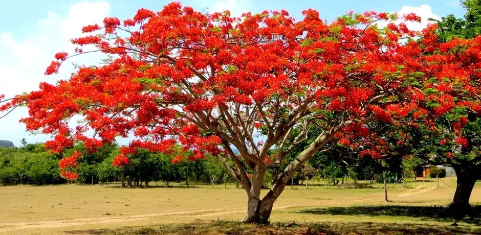 A vibrant tree with bright red flowers stands alone in a sunny field.