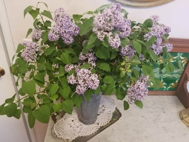 A bouquet of lilac flowers in a white vase on a table.