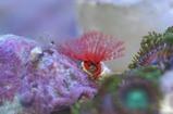 A small red feather duster worm on a rock underwater.