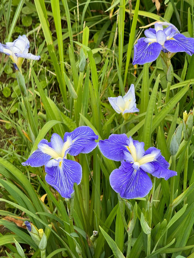 Bright purple irises blooming amidst green grass.